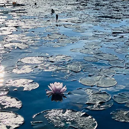 Loving Hut & Restaurant Penzion Sankt Kanzian am Klopeiner See